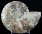 Cut Ammonite Fossil (Half) - Beautifully Agatized #58279-1